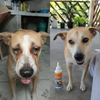 Optilux Pet Eye Drop