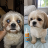 Optilux Pet Eye Drop